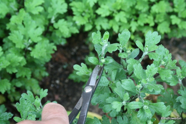 گلهای سبزیها و گیاهان معطر را بچینید 